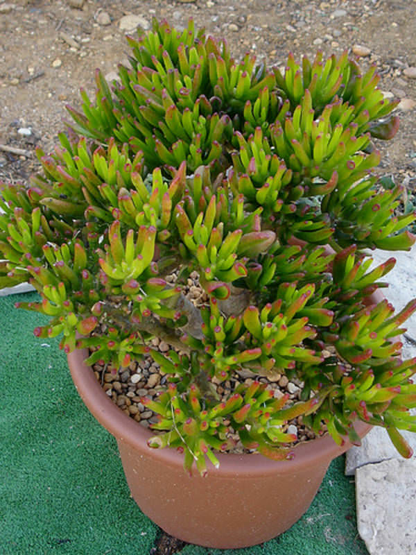 Crassula ovata 'Gollum' Gollum Jade, Trumpet Jade World of Succulents