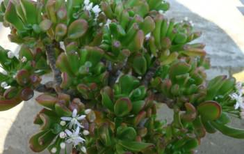 Crassula ovata ‘Hobbit’ – Hobbit Jade Plant, Finger Jade Crassula ovata 'Hobbit' - Hobbit Jade Finger Jade