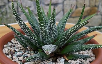 Haworthia attenuata var. radula – Hankey Dwarf Aloe Haworthia attenuata var. radula - Hankey Dwarf Aloe