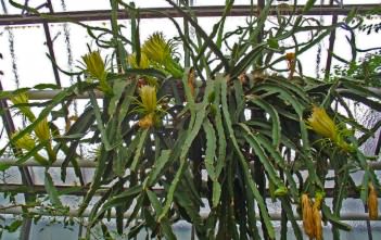 Hylocereus undatus – Night Blooming Cereus, Dragon Fruit Hylocereus undatus - Night Blooming Cereus Dragon Fruit