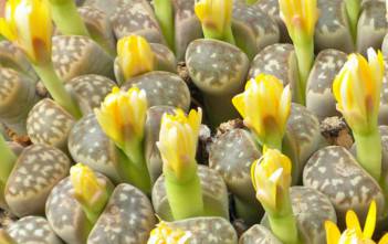 Lithops dorotheae – Living Stones Lithops dorotheae - Living Stones
