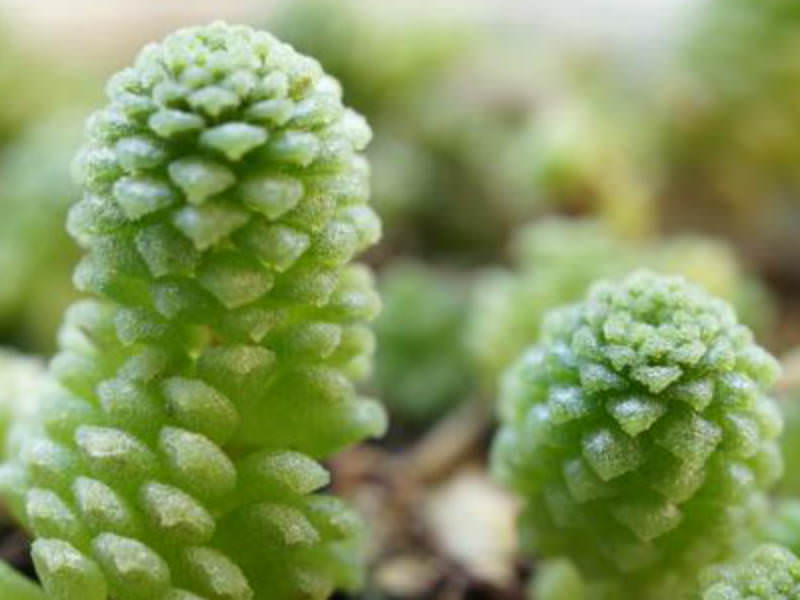 Monanthes polyphylla World of Succulents