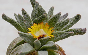Nananthus vittatus Nananthus vittatus