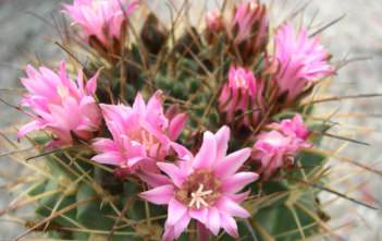 Neowerdermannia vorwerkii – Achacana Neowerdermannia vorwerkii - Achacana