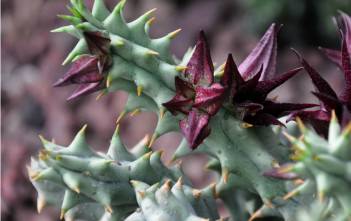 Quaqua mammillaris – Aroena Quaqua mammillaris