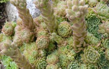 Rosularia aizoon Rosularia aizoon