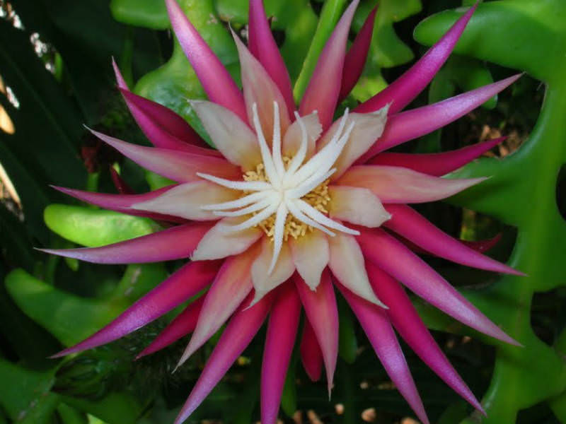 Selenicereus anthonyanus - Fish Bone Cactus, Zig-Zag Cactus | World of