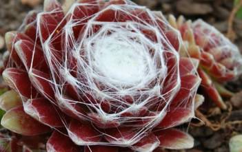 Sempervivum arachnoideum subsp. tomentosum – Woolly Cobweb Houseleek Sempervivum arachnoideum subsp. tomentosum - Woolly Cobweb Houseleek