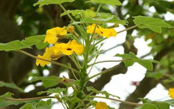 Uncarina decaryi – Succulent Sesame, Mouse Trap Tree Uncarina decaryi - Succulent Sesame Mouse Trap Tree