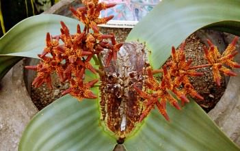 Welwitschia mirabilis – Tree Tumbo, Tumboa Welwitschia mirabilis - Tree Tumbo, Tumboa