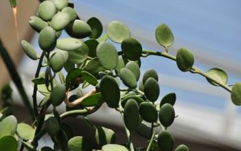 Xerosicyos danguyi – Silver Dollar Plant Xerosicyos danguyi – Silver Dollar Plant Dollar Vine