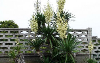 Yucca gloriosa – Spanish Dagger, Roman Candle Yucca gloriosa - Spanish Dagger Roman Candle