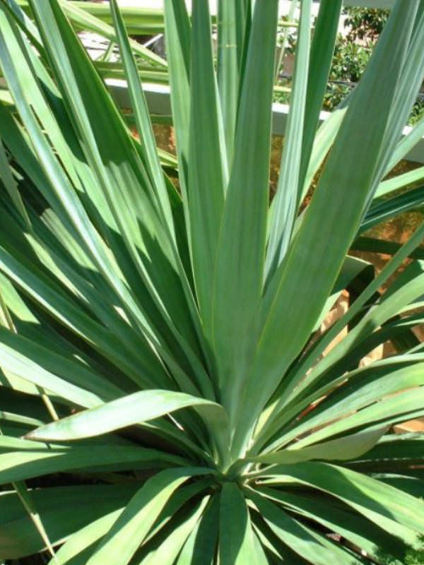 Yucca gloriosa Spanish Dagger, Mound Lily, Curve Leaf