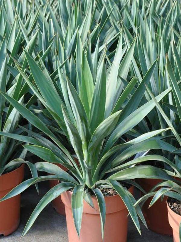 Yucca gloriosa - Spanish Dagger, Roman Candle | World of Succulents