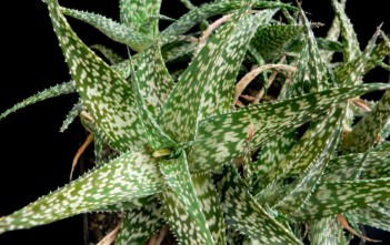 Aloe rauhii – Snowflake Aloe Aloe rauhii - Snowflake Aloe