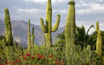 Carnegiea gigantea – Saguaro, Giant Cactus Carnegiea gigantea - Saguaro Giant Cactus