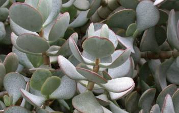 Crassula arborescens – Silver Dollar Plant Crassula arborescens - Silver Dollar Plant