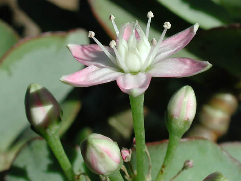 Crassula Arborescens Silver Dollar Plant World Of Succulents Crassula Arborescens Silver Dollar Plant World Of Succulents
