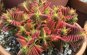 Crassula capitella subsp. thyrsiflora – Red Pagoda Crassula capitella subsp. thyrsiflora - Red Pagoda