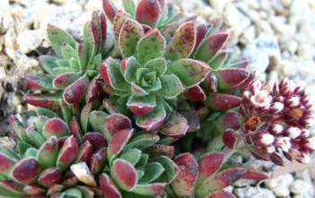 Crassula exilis Crassula exilis