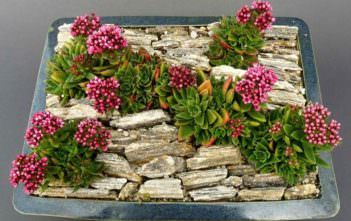 Crassula exilis subsp. schmidtii – Fairy Tongue Crassula exilis subsp. schmidtii - Fairy Tongue
