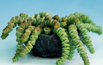 Crassula rupestris subsp. marnieriana – Jade Necklace Crassula rupestris subsp. marnieriana - Jade Necklace