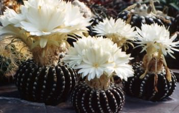 Discocactus horstii Discocactus horstii
