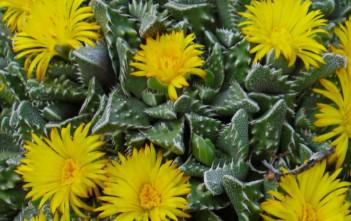 Faucaria felina subsp. tuberculosa – Pebbled Tiger Jaws Faucaria felina subsp. tuberculosa - Pebbled Tiger Jaws