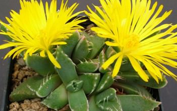 Faucaria felina – Tiger Jaws, Cat Chap Faucaria felina - Tiger Jaws, Cat Chap