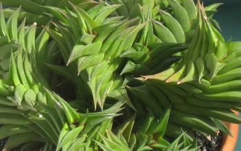 Haworthia viscosa Haworthia viscosa