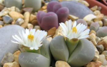 Lithops optica – Living Stones Lithops optica - Living Stones
