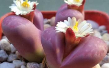 Lithops optica ‘Rubra’ – Living Stones Lithops optica 'Rubra' - Living Stones