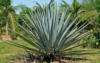 Agave tequilana – Blue Agave, Tequila Agave Agave tequilana - Blue Agave Tequila Agave