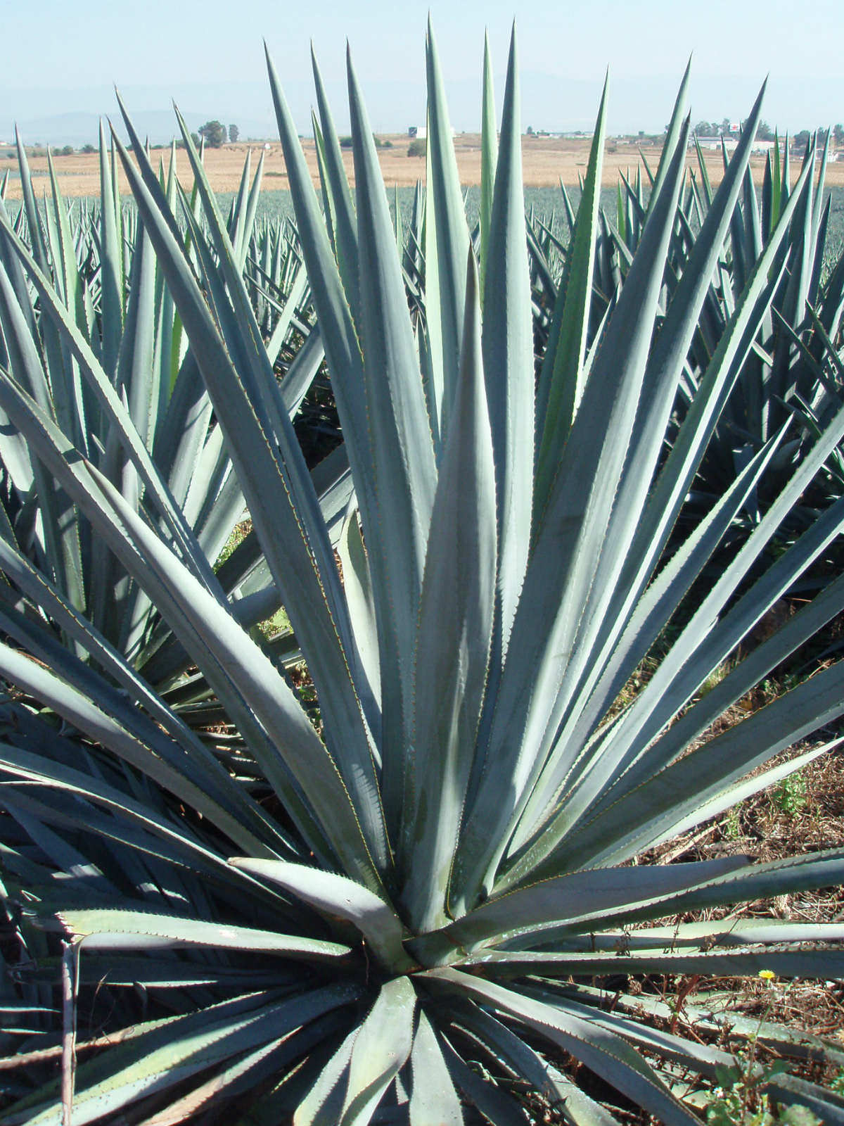 Agave tequilana Blue Agave, Tequila Agave World of