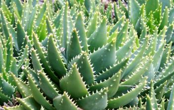 Aloe perfoliata – Rubble Aloe, Mitre Aloe Aloe perfoliata (Mitre Aloe)