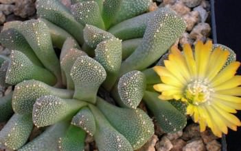 Aloinopsis luckhoffii Aloinopsis luckhoffii