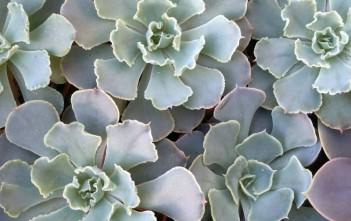 Echeveria shaviana – Mexican Hens and Chicks Echeveria shaviana - Mexican Hens and Chicks