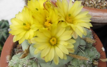 Ortegocactus macdougallii Ortegocactus macdougallii2