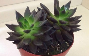 Echeveria affinis – Black Echeveria Echeveria affinis (Black Echeveria)