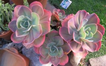 Echeveria gibbiflora Echeveria gibbiflora