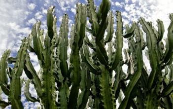 Euphorbia ingens – Candelabra Tree Euphorbia ingens - Candelabra Tree