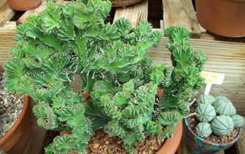 Euphorbia lactea ‘Cristata’ – Crested Elkhorn Euphorbia lactea 'Cristata' - Crested Elkhorn