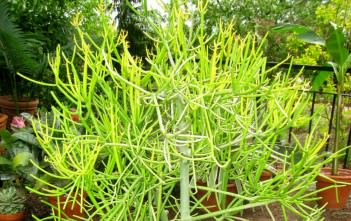 Euphorbia tirucalli – Firestick Plants, Pencil Tree Euphorbia tirucalli - Firestick Plants Pencil Tree
