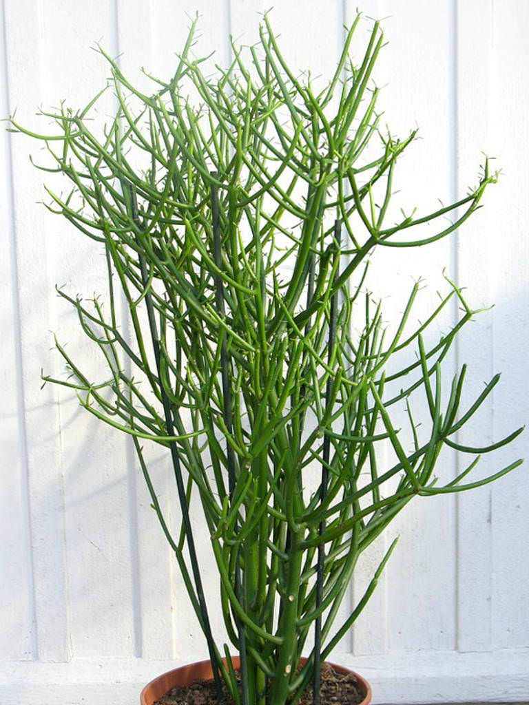 Euphorbia tirucalli - Firestick Plants, Pencil Tree | World of Succulents