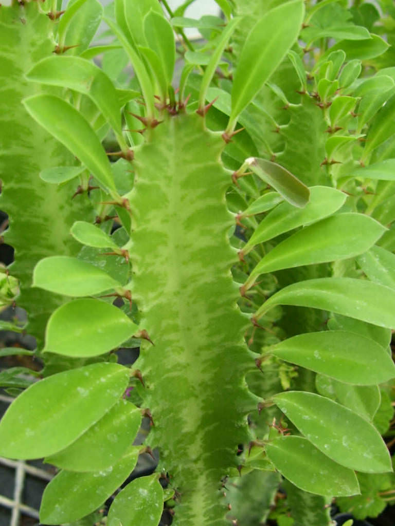 Euphorbia Trigona African Milk Tree World Of Succulents 1040