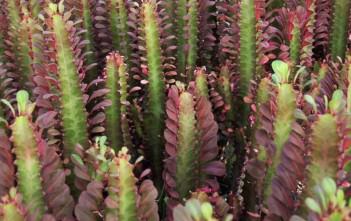 Euphorbia trigona f. rubra – African Milk Tree Euphorbia trigona f. rubra - African Milk Tree
