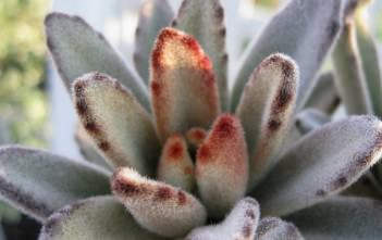 Kalanchoe tomentosa ‘Chocolate Soldier’ – Panda Plant Kalanchoe tomentosa 'Chocolate Soldier'