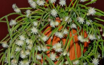 Rhipsalis pilocarpa – Hairy Stemmed Rhipsalis Rhipsalis pilocarpa - Hairy Stemmed Rhipsalis