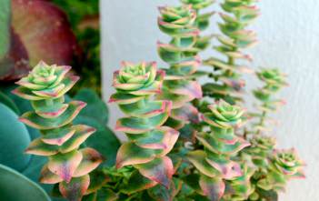 Crassula perforata ‘Variegata’ – Variegated String of Buttons Crassula perforata 'Variegata' - Variegated String of Buttons