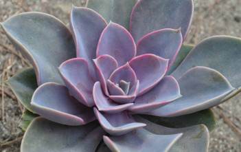 Echeveria ‘Perle Von Nürnberg’ Echeveria 'Perle Von Nürnberg'